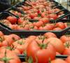 Sera-Bir Başkanı Yanmaz: Bu kış domatesin fiyatı 50 lirayı bulur