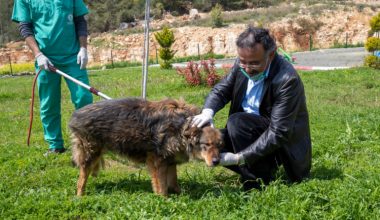 SEYMEN KÖPEĞİN 40 GÜNLÜK MUCİZE TEDAVİSİ