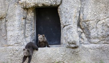 100 GÜNLÜK İKİ MİNİK BOZ AYI TARSUS DOĞA PARKI’NIN MASKOTU OLDU