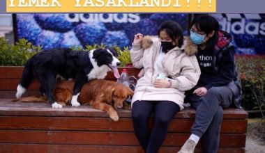Çin’den flaş karar! Kedi ve köpek eti satışı yasaklanıyor…