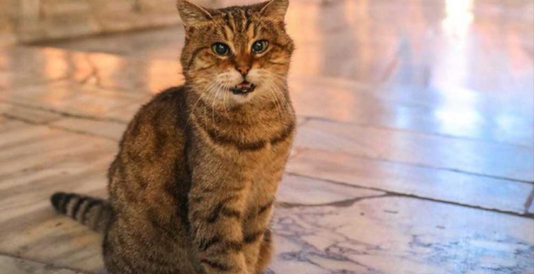 Ayasofya’nın maskotu haline gelen kedi Gli, yaşamını yitirdi.