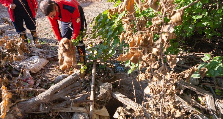 BÜYÜKŞEHİR EKİPLERİ KUYUYA DÜŞEN KÖPEĞİ YARA ALMADAN KURTARDI