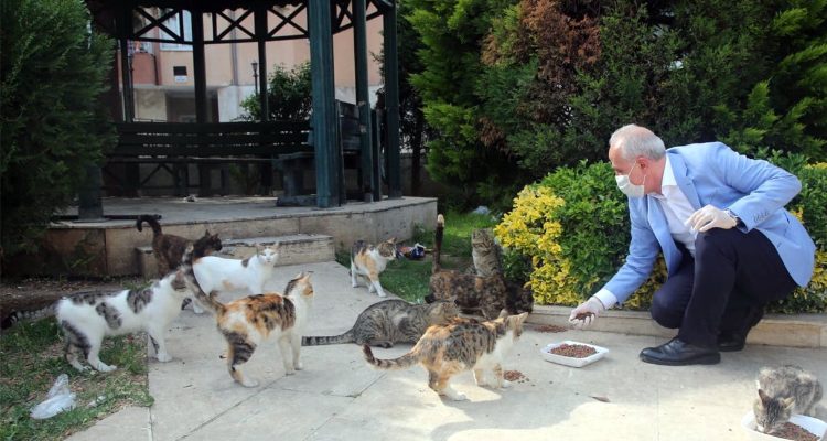 SOKAK HAYVANLARI, AKDENİZ BELEDİYESİ’NİN KORUMASI ALTINDA