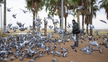 CAN DOSTLARIN CANI SAĞ OLSUN DİYE BÜYÜKŞEHİR GÖREVDE