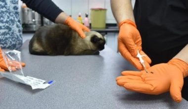 Kedi, köpek ve gelincik sahipleri dikkat! Artık cezası var