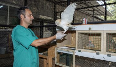 YAVRU BAYKUŞ AYDA, TARSUS DOĞA PARKI’NDA HAYAT BULDU
