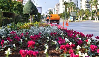 CADDE VE REFÜJLER MEVSİMLİK BİTKİLERLE BEZENİYOR