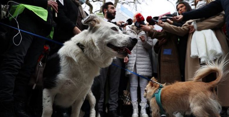 Hayvanseverler sokak hayvanları genelgesini eleştirdi; “8. madde ucu açık ve suiistimal edilebilir”