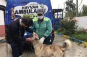 ARACIN ARKASINA BAĞLANIP EZİYET EDİLEN KÖPEĞE TARSUS BELEDİYESİ SAHİP ÇIKTI