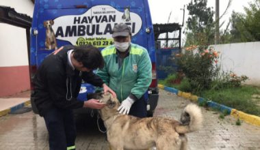ARACIN ARKASINA BAĞLANIP EZİYET EDİLEN KÖPEĞE TARSUS BELEDİYESİ SAHİP ÇIKTI