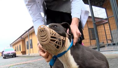 Süre doluyor: Barınaklar Pitbull ile doldu