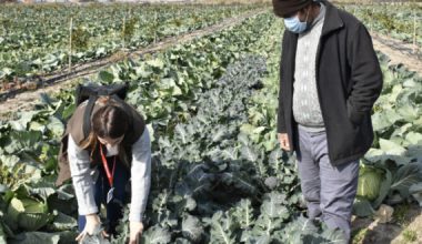 TARSUS BELEDİYESİ’NİN ÇİFTÇİLERE ÜCRETSİZ DAĞITTIĞI FİDELER MEYVE VERMEYE BAŞLADI