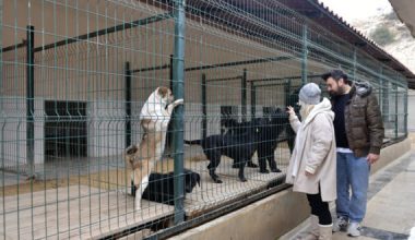 GÖNÜLLÜ HAYVANSEVERLER VE BÜYÜKŞEHİR İŞ BİRLİĞİ YAPTI; OCAK AYINDA 29 KÖPEK YENİ YUVALARINA KAVUŞTU