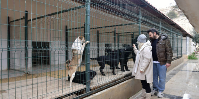 GÖNÜLLÜ HAYVANSEVERLER VE BÜYÜKŞEHİR İŞ BİRLİĞİ YAPTI; OCAK AYINDA 29 KÖPEK YENİ YUVALARINA KAVUŞTU