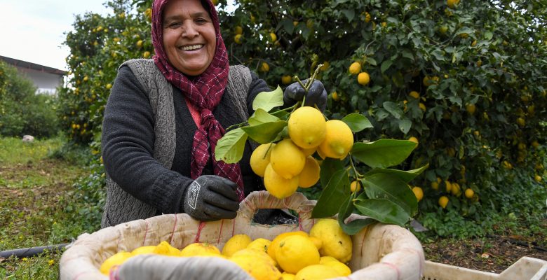 LİMONLAR DALDA KALMADI, 4 BÜYÜKŞEHİR İÇİN MERSİN’DEN YOLA ÇIKTI