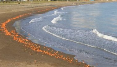Mersin sahillerini portakal kapladı! İşte nedeni…