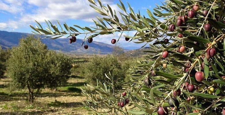 Resmi Gazete’de yayımlandı: Zeytinliklerde madencilik faaliyetlerine izin çıktı!