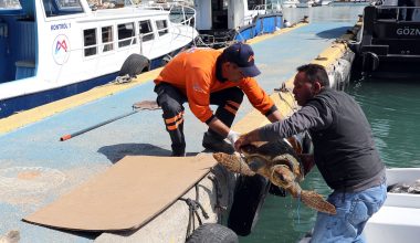 KABUĞU KIRILAN YARALI DENİZ KAPLUMBAĞASINI BÜYÜKŞEHİR PERSONELİ KURTARDI