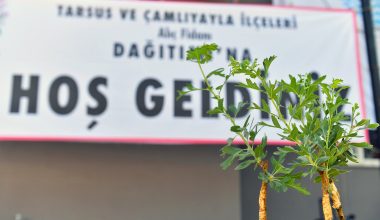 MERSİN BÜYÜKŞEHİR’DEN TARSUS VE ÇAMLIYAYLA’DAKİ ÜRETİCİLERE ALIÇ FİDANI