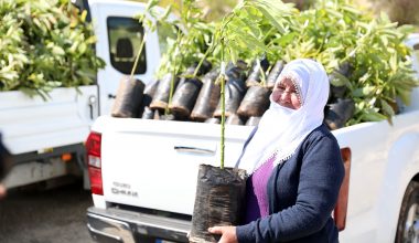 MERSİN BÜYÜKŞEHİR’DEN TOROSLAR, MEZİTLİ VE YENİŞEHİR’DEKİ 105 ÜRETİCİYE AVOKADO VE ALIÇ FİDANI