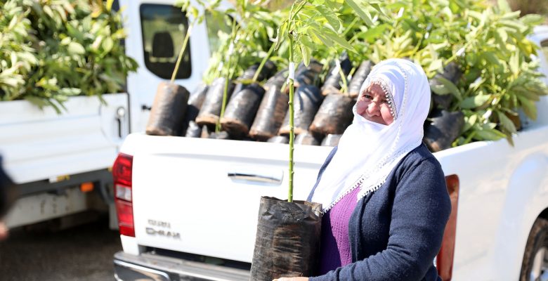 MERSİN BÜYÜKŞEHİR’DEN TOROSLAR, MEZİTLİ VE YENİŞEHİR’DEKİ 105 ÜRETİCİYE AVOKADO VE ALIÇ FİDANI