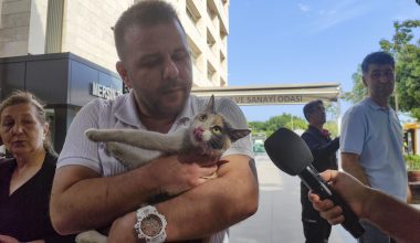 KAYIP KEDİ LATTE’Yİ BÜYÜKŞEHİR PERSONELİ BULUP KURTARDI