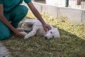 ‘PAPİ’ İSMİ VERİLEN KÖPEK SAHİBİNİ BEKLİYOR