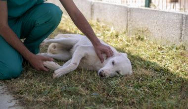 ‘PAPİ’ İSMİ VERİLEN KÖPEK SAHİBİNİ BEKLİYOR