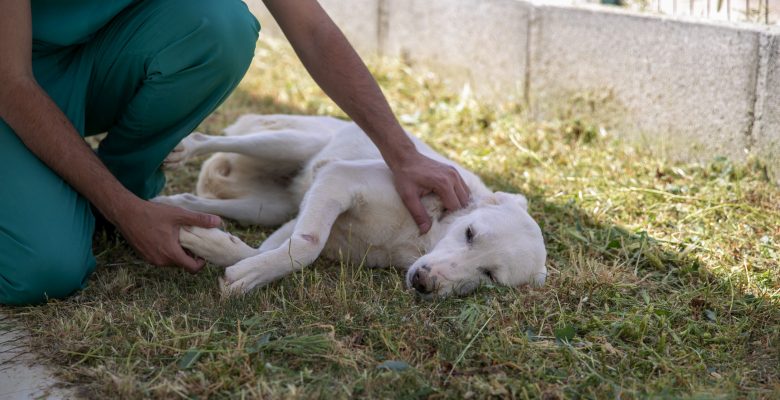 ‘PAPİ’ İSMİ VERİLEN KÖPEK SAHİBİNİ BEKLİYOR