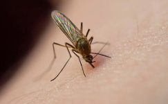 Dermatoloji Uzmanı uyardı: Sivrisinek ısırığı sonrası görülen ateşe ve halsizliğe dikkat