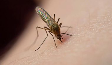 Dermatoloji Uzmanı uyardı: Sivrisinek ısırığı sonrası görülen ateşe ve halsizliğe dikkat