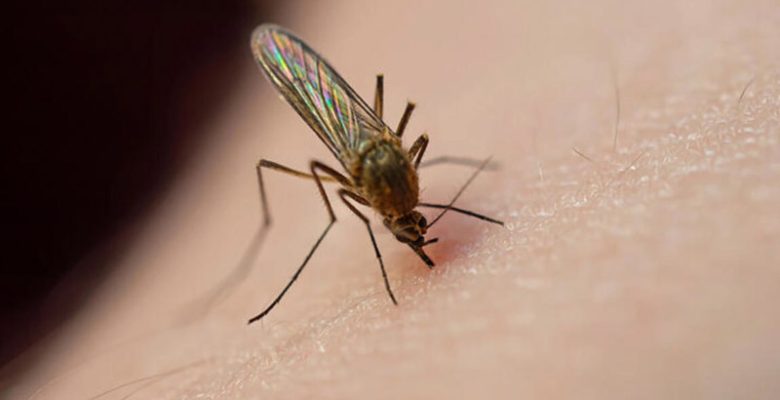 Dermatoloji Uzmanı uyardı: Sivrisinek ısırığı sonrası görülen ateşe ve halsizliğe dikkat