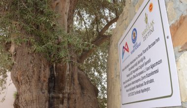 BÜYÜKŞEHİR BELEDİYESİ, 820 YILLIK ANIT AĞACI KORUMA ALTINA ALDI