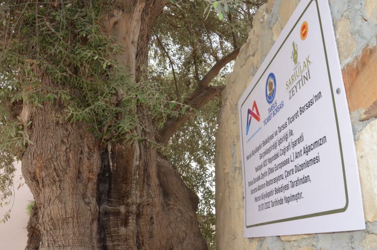 BÜYÜKŞEHİR BELEDİYESİ, 820 YILLIK ANIT AĞACI KORUMA ALTINA ALDI