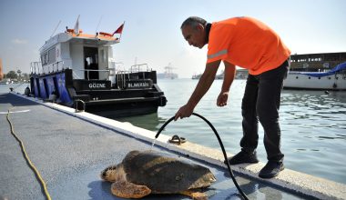 YARALI CARETTA’YI BÜYÜKŞEHİR EKİPLERİ KURTARDI