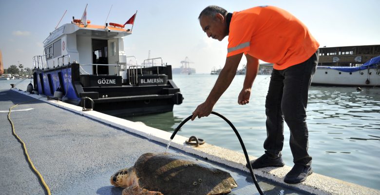 YARALI CARETTA’YI BÜYÜKŞEHİR EKİPLERİ KURTARDI