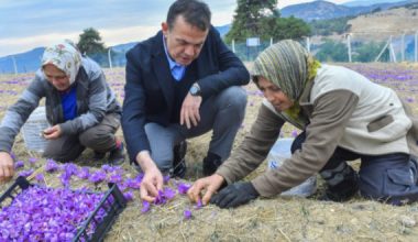 Dünyanın en pahalı baharatı Mersin Yenişehir’de yetiştiriliyor
