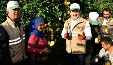 VALİ ALİ HAMZA PEHLİVAN’IN KATILIMIYLA ERDEMLİ İLÇEMİZDE LAMAS LİMONU HASADI BAŞLATILDI