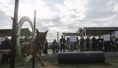 TÜRKİYE’NİN İLK ‘KÖPEKLİ ARAMA KURTARMA ÇALIŞTAYI’ SONA ERDİ