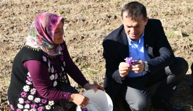 Yenişehir’de safran üretimi üçüncü yılında