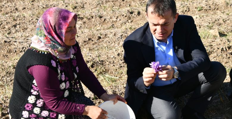 Yenişehir’de safran üretimi üçüncü yılında