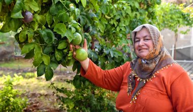 ANAMURLU PASSİFLORA ÜRETİCİLERİ BÜYÜKŞEHİR’İN DESTEKLERİYLE HASAT YAPTI