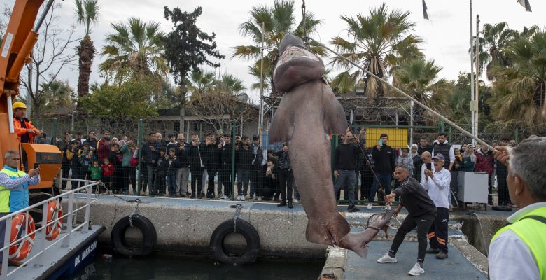 KARAYA VURAN KÖPEK BALIĞI’NI BÜYÜKŞEHİR EKİPLERİ ÇIKARDI