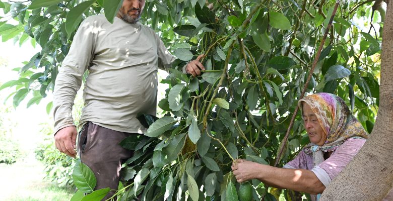 BÜYÜKŞEHİR TOPRAĞA DEĞER, ÜRETİCİYE UMUT KATIYOR